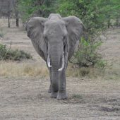  The Serengeti, TZ